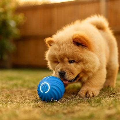 Hundelegetøj Automatisk bold ⎜ Bid og selvstændig leg